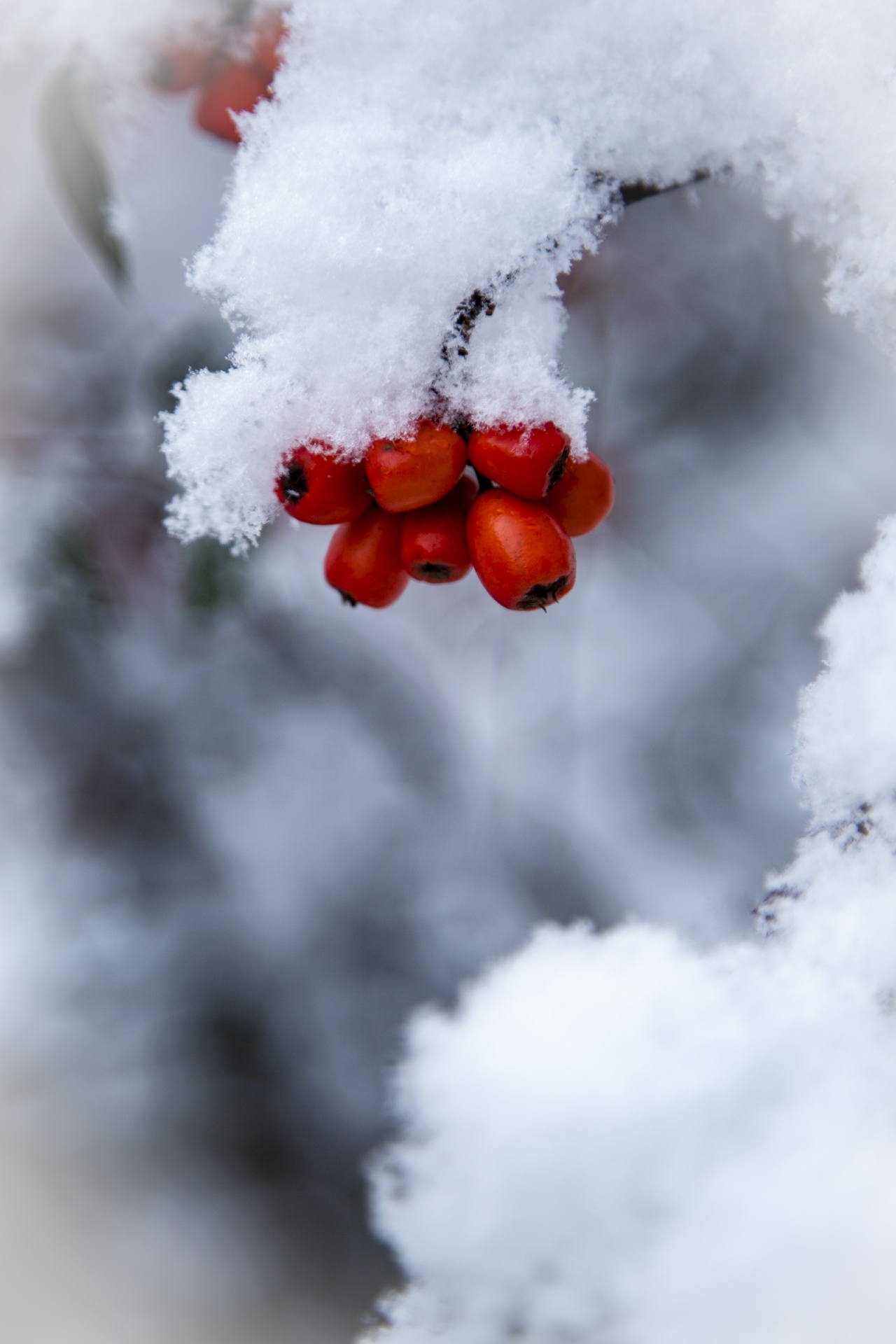 red background winter free photo