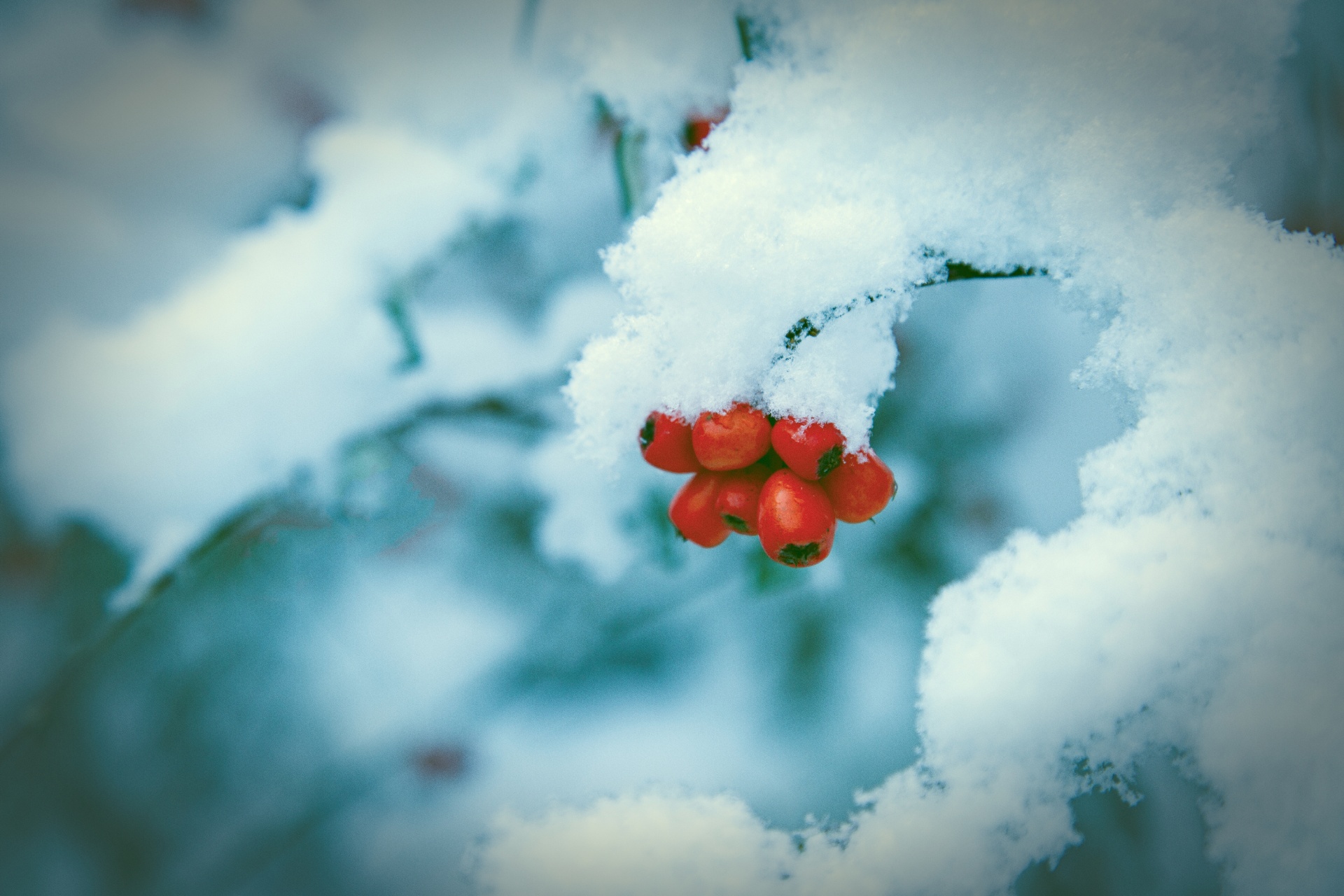 red background winter free photo