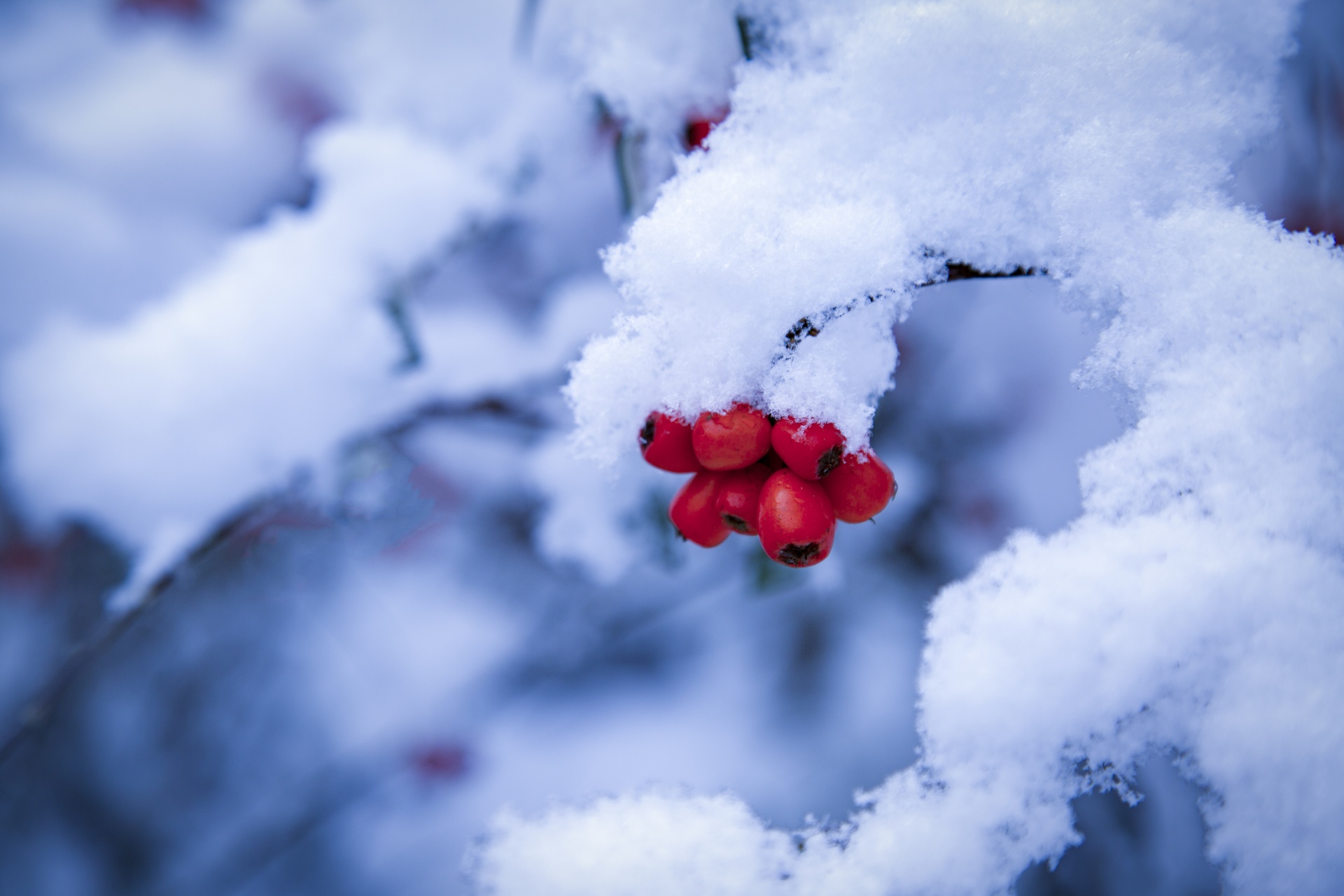 red background winter free photo