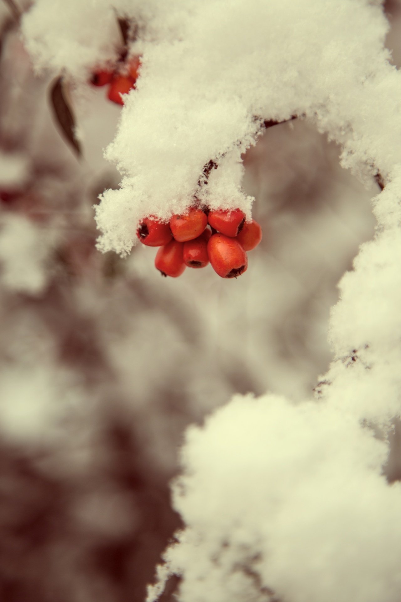 red background winter free photo