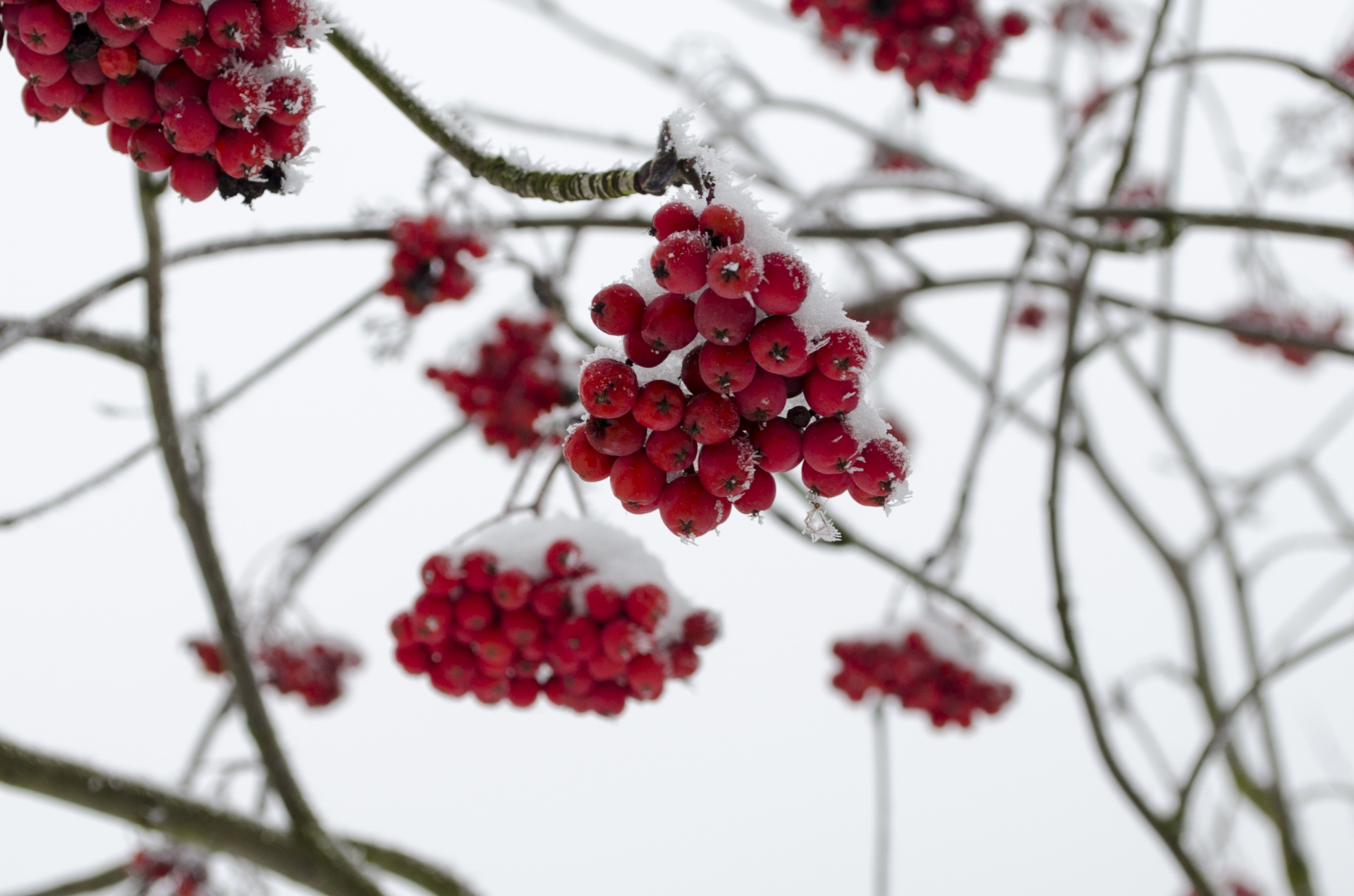 berry branch cherry free photo