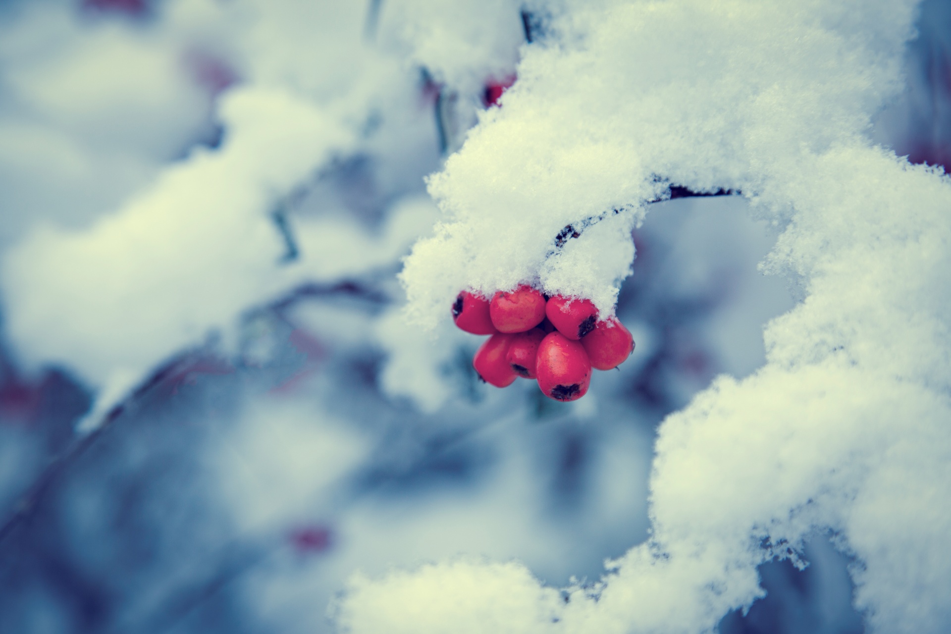 red background winter free photo