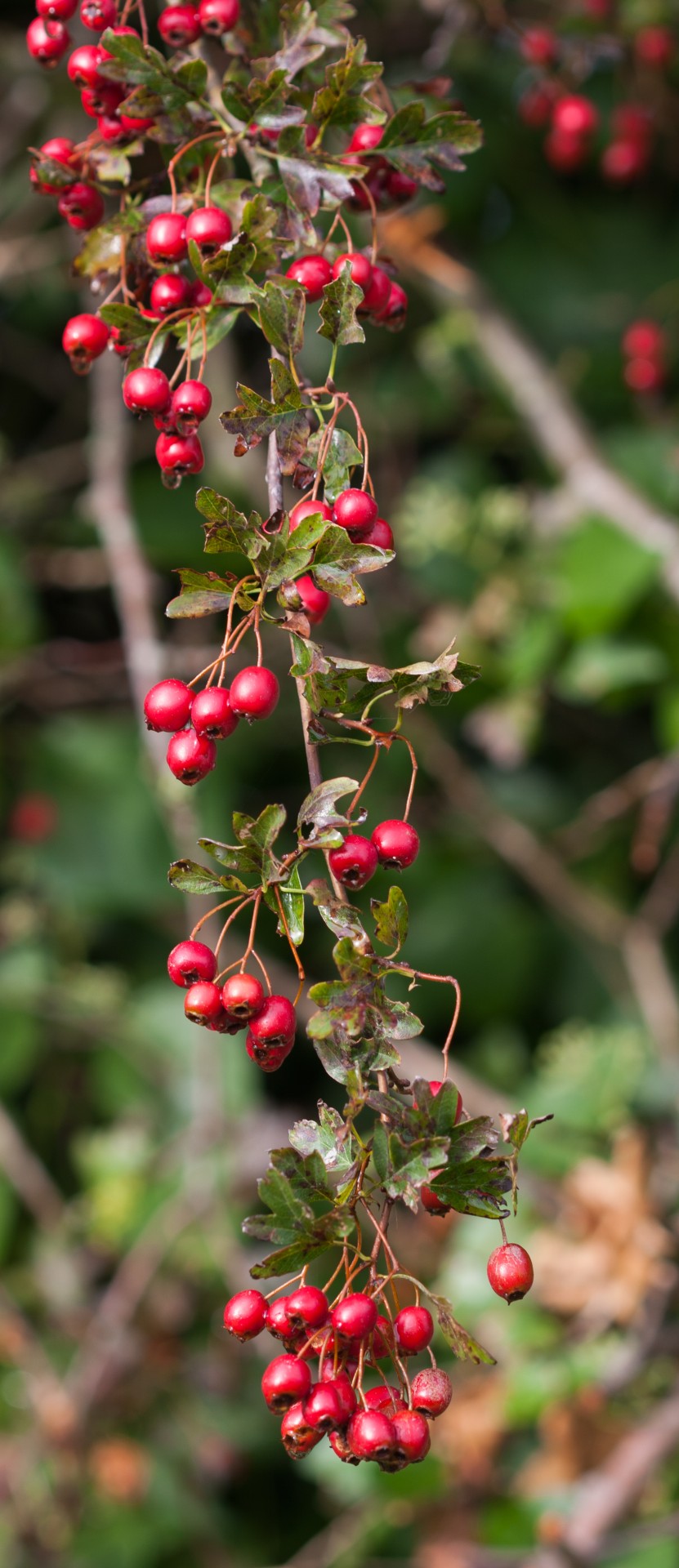 berry berries red free photo