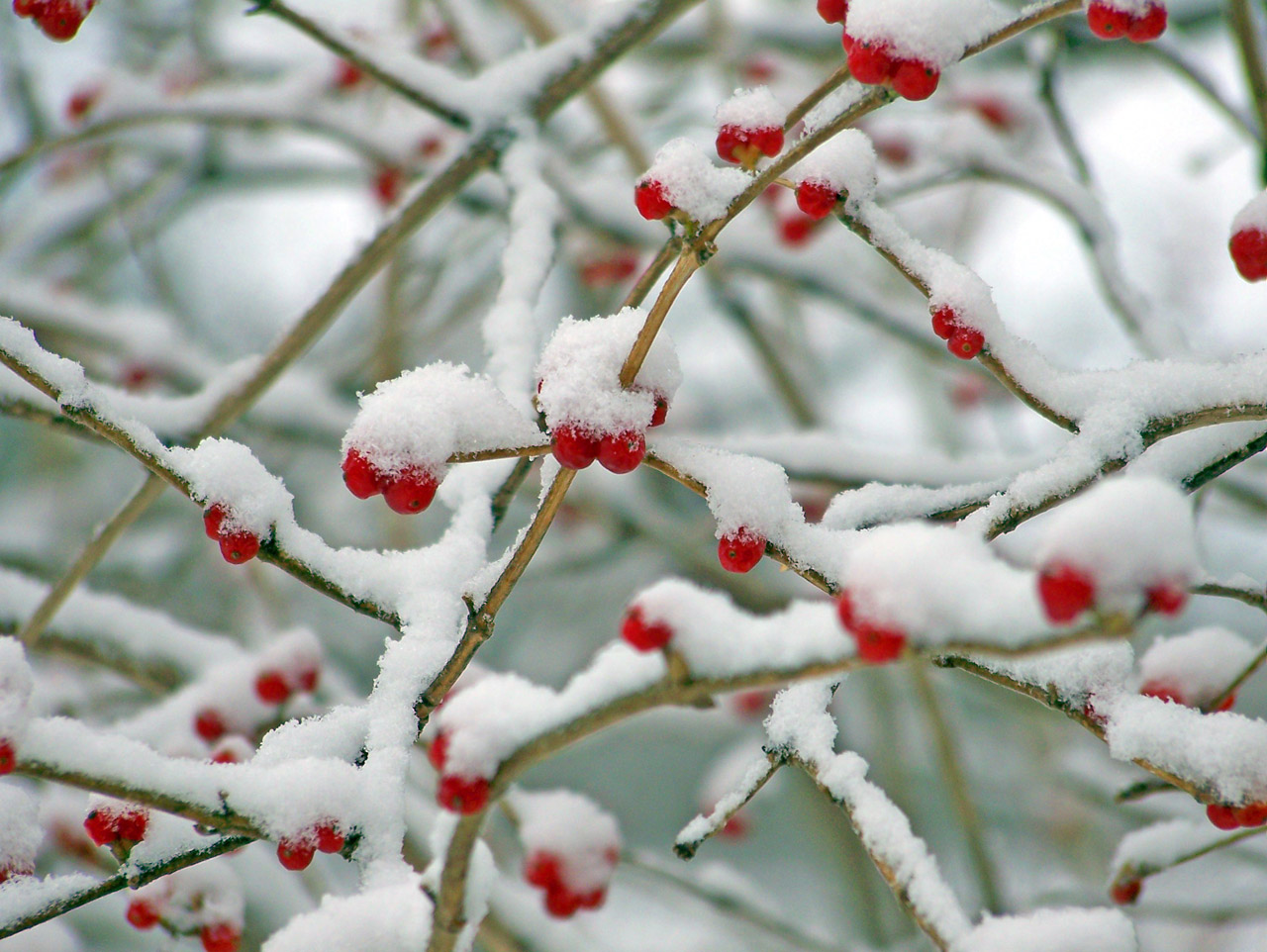 red berries snow free photo