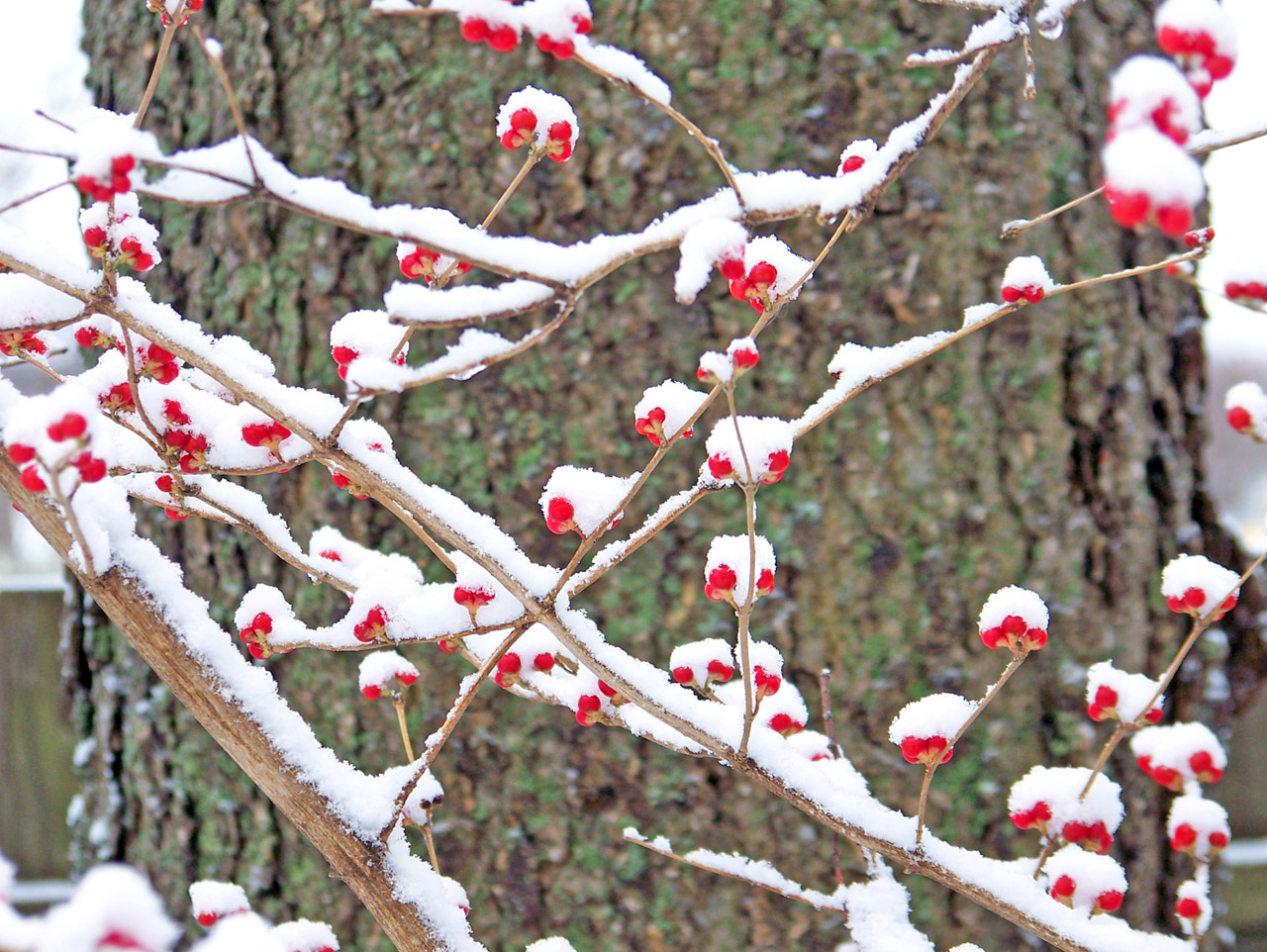 red berries snow free photo