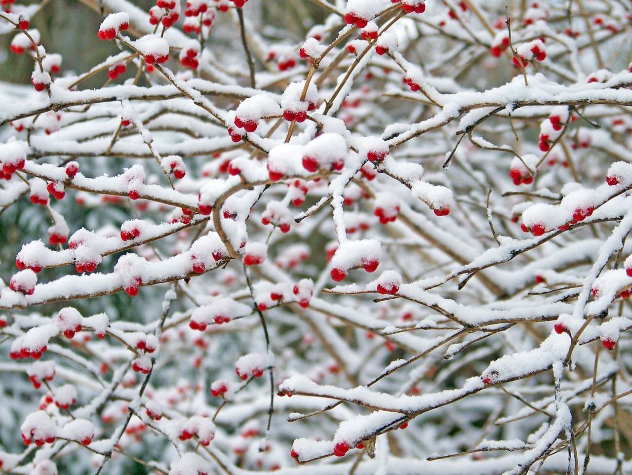 red berries snow free photo