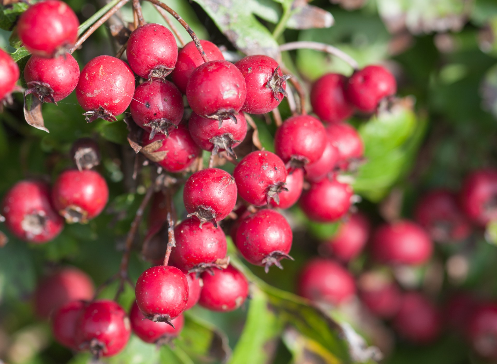 berry berries red free photo