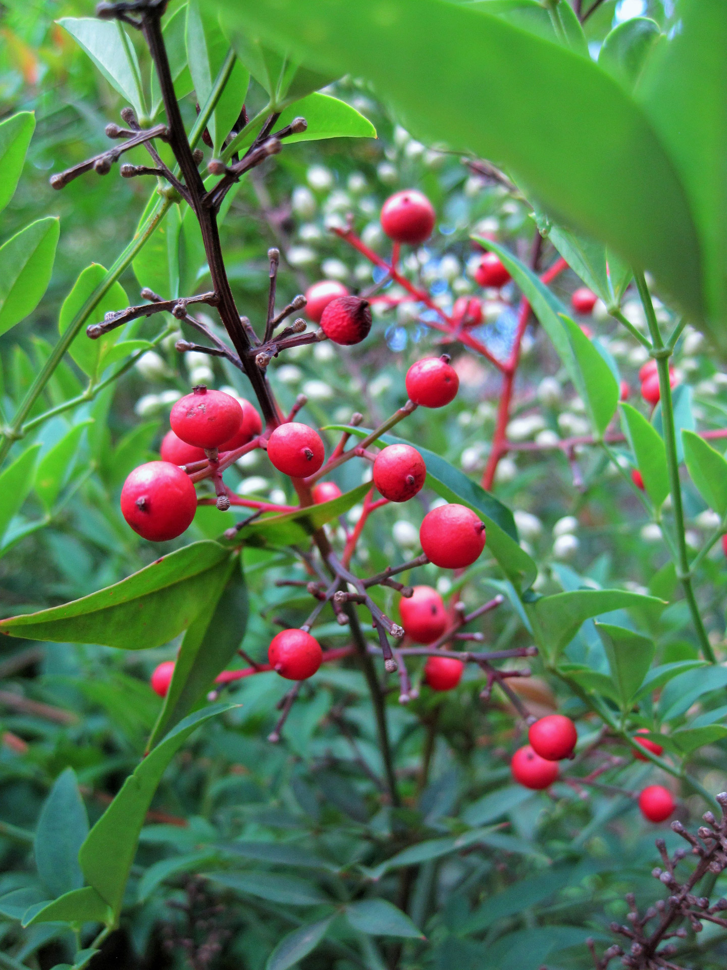 berries red round free photo