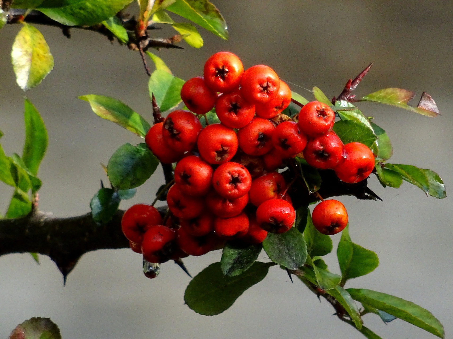 berry flower grass free photo