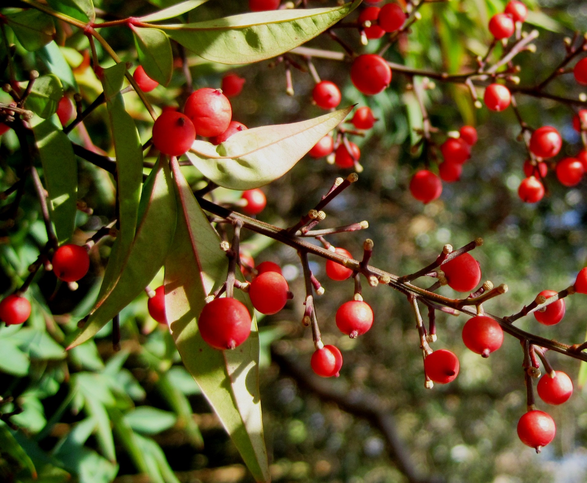 Дерево с мелкими красными ягодами фото и названия