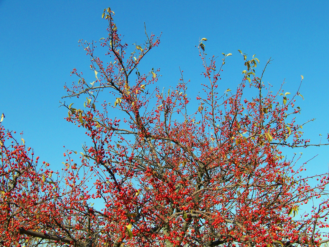 berry berries red free photo