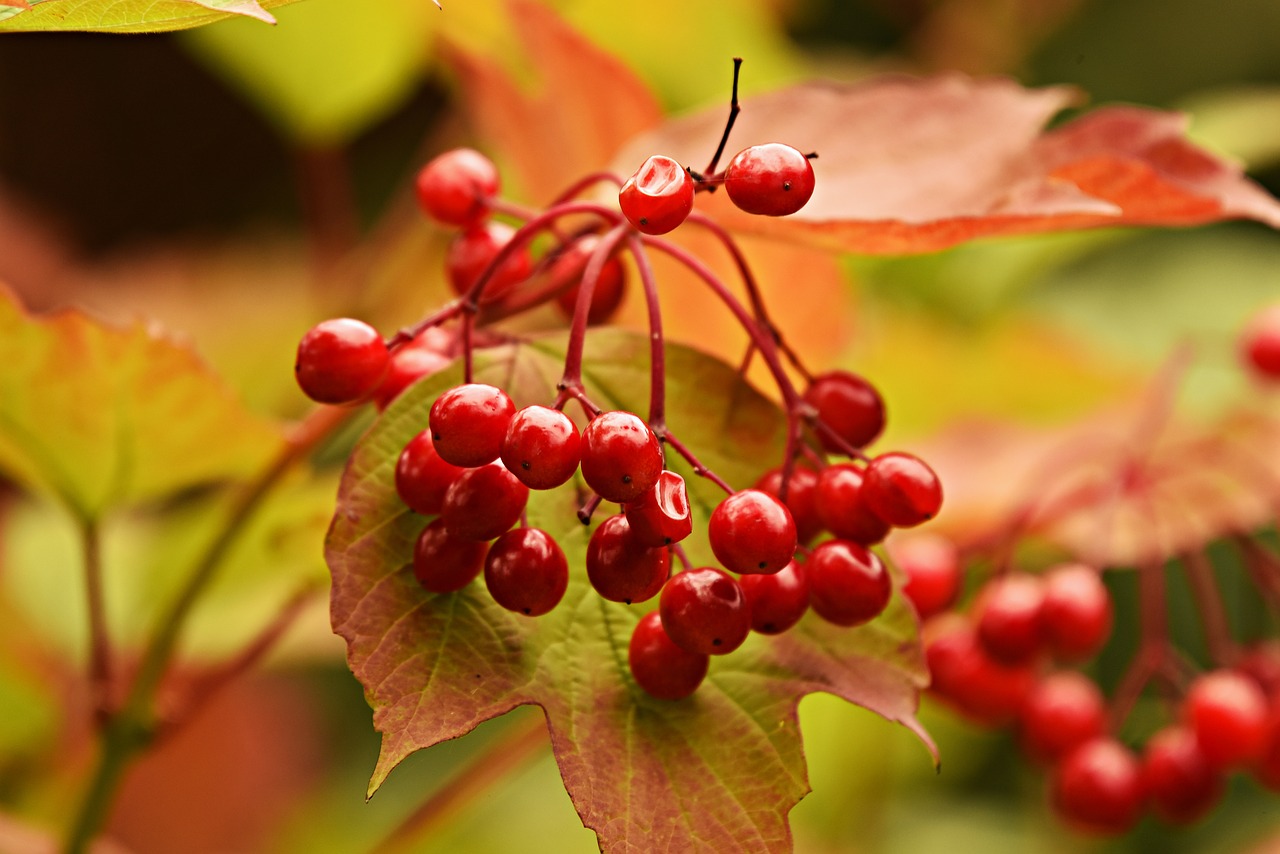 red berry  plant  fruit free photo