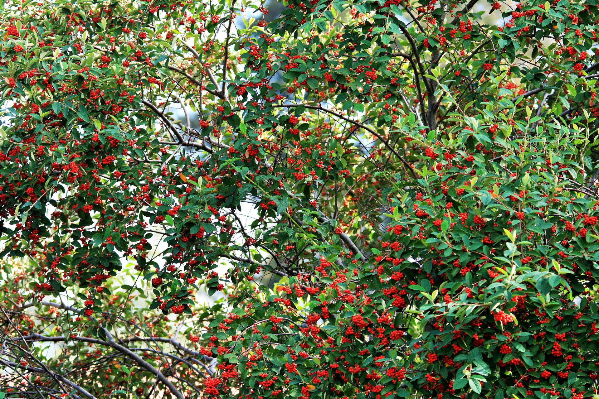 Какой куст усыпанный ягодами рос в саду. Падуб Сочинский. Берри красный дерево Буш. Ягода колючий кустарник Кавказ. Буш жимолость с красными ягодами.