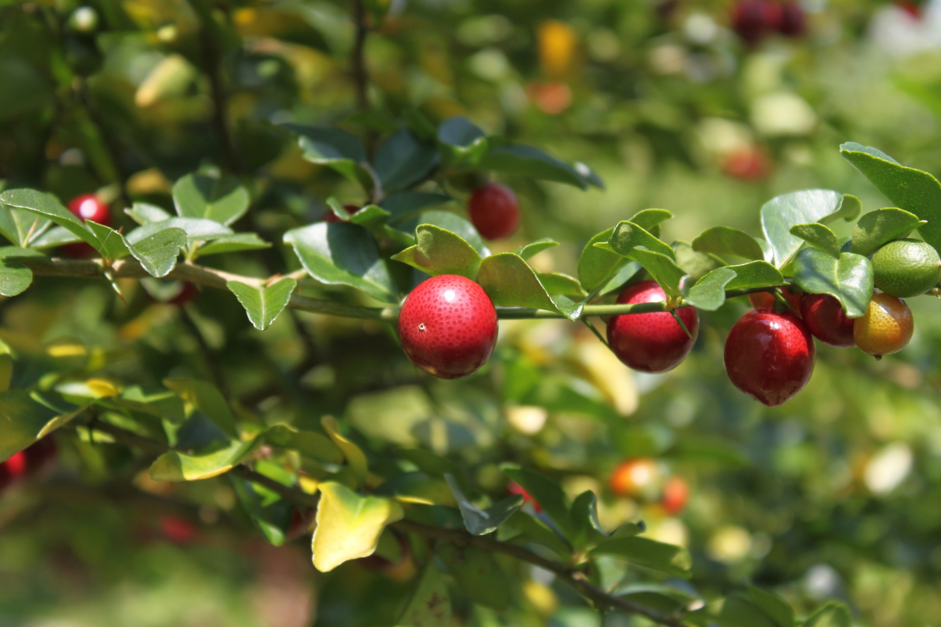 red berry tree free photo