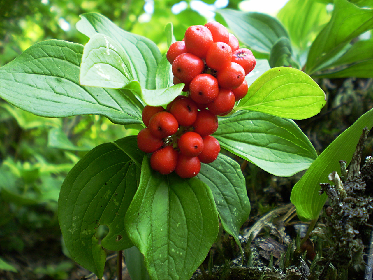 berry wild red free photo