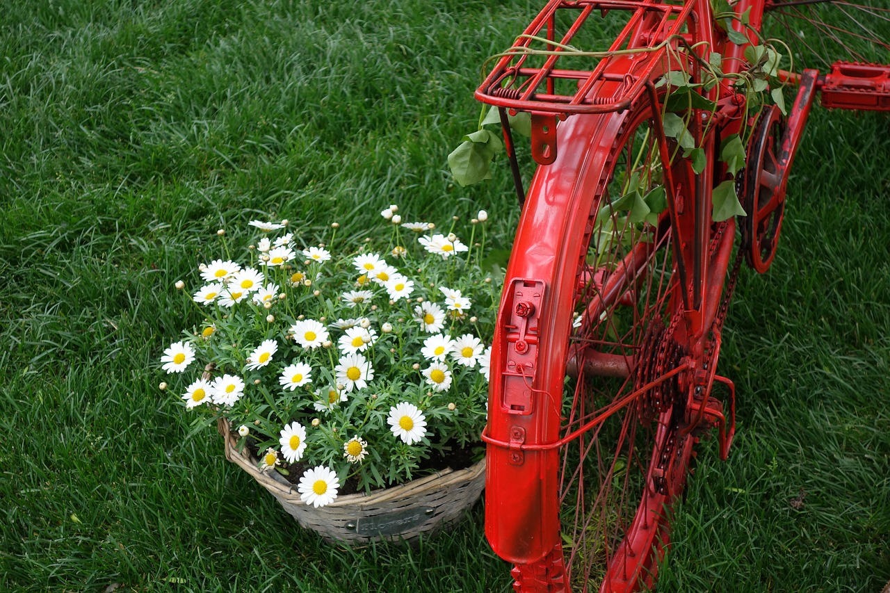 red bike basket daisy free photo