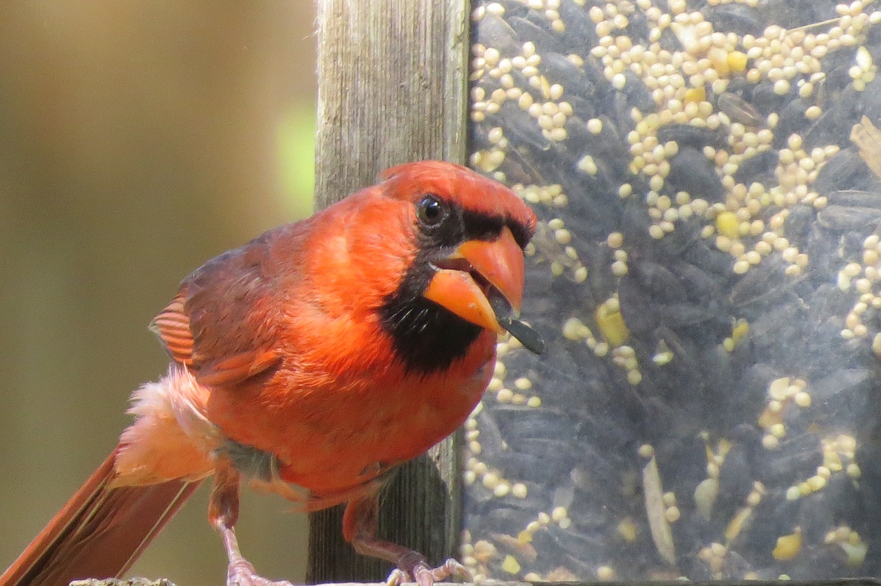 red bird cardinal wildlife free photo