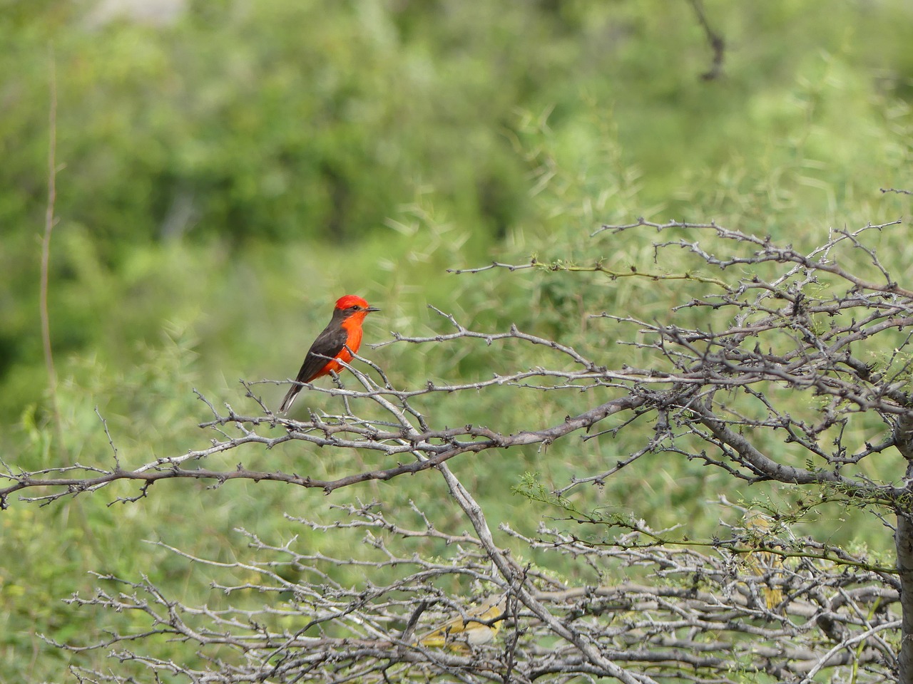 red bird desert tacacoa colombia free photo