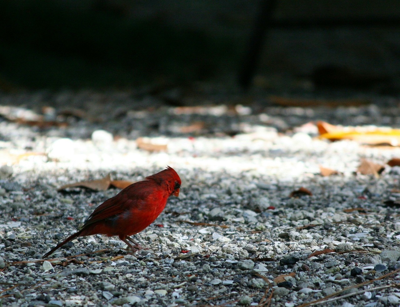red bird northern cardinal feathers free photo