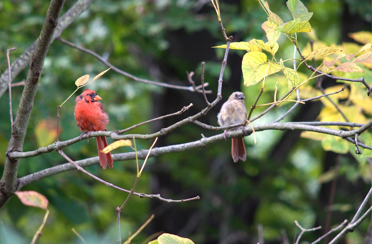 red birds birds cardinals free photo