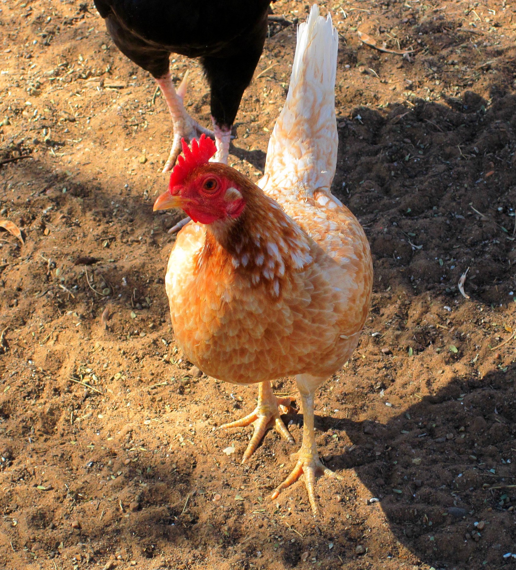 chicken hen comb free photo