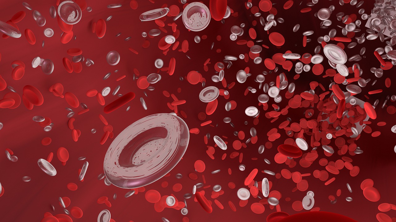 red blood cell  vessel  tube free photo