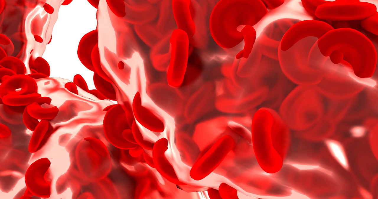red blood cell  science  vessel free photo