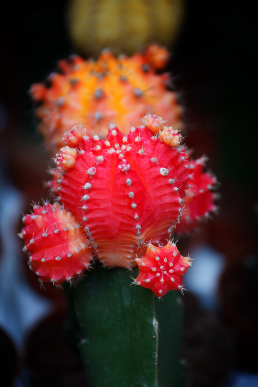 cactus closeup color free photo