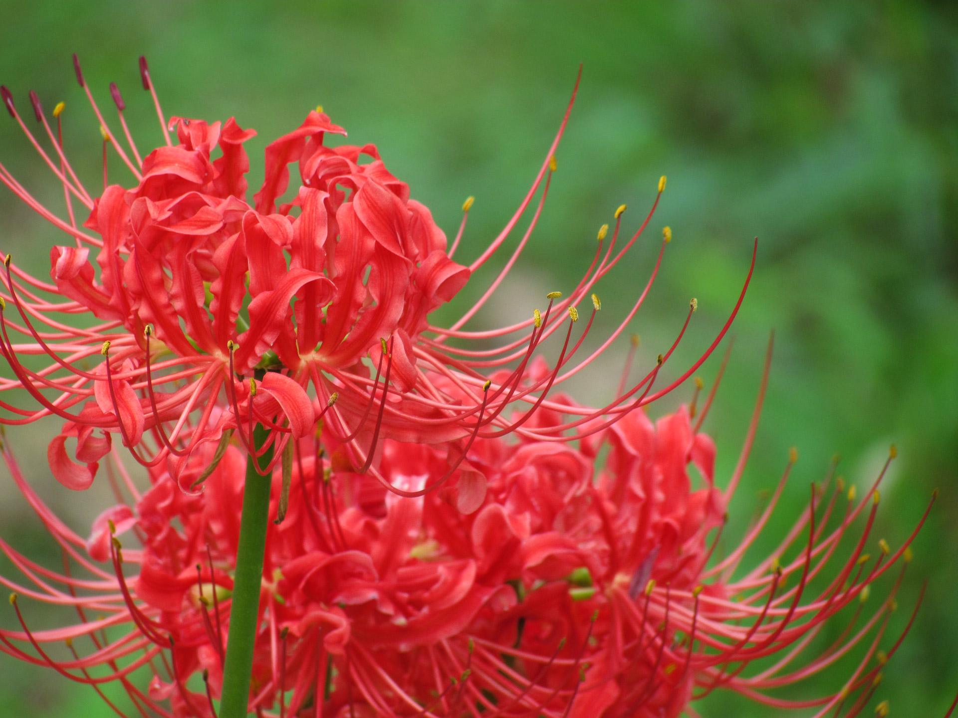 red flower flowers free photo