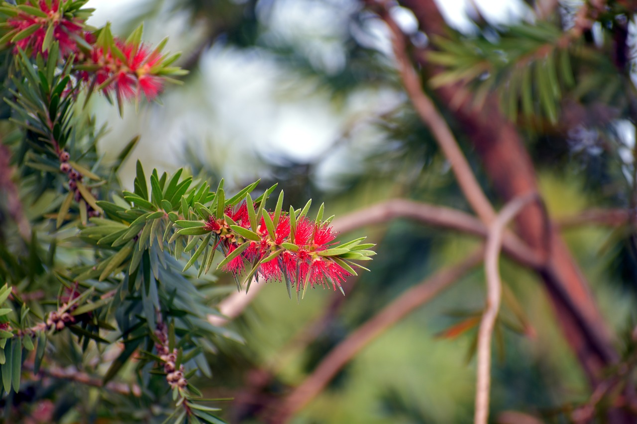 red bottlebrush callistemon plant free photo