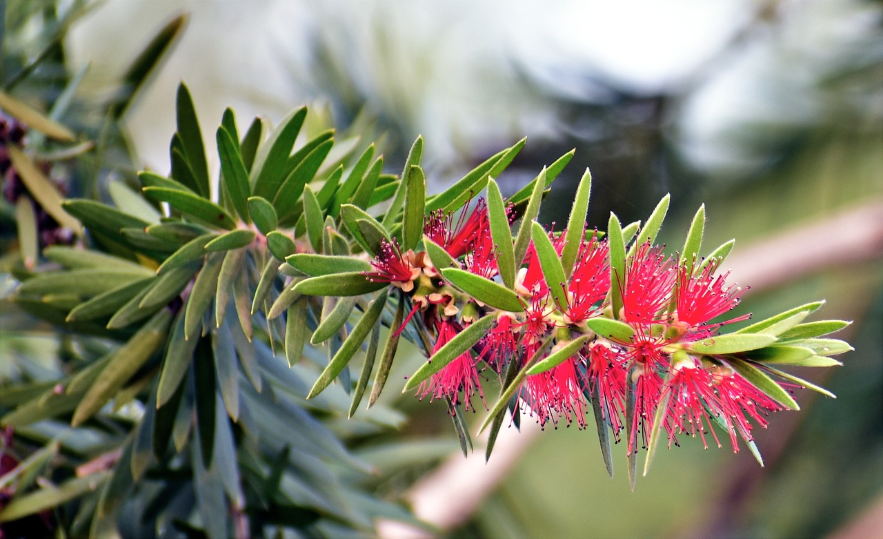 red bottlebrush callistemon plant free photo