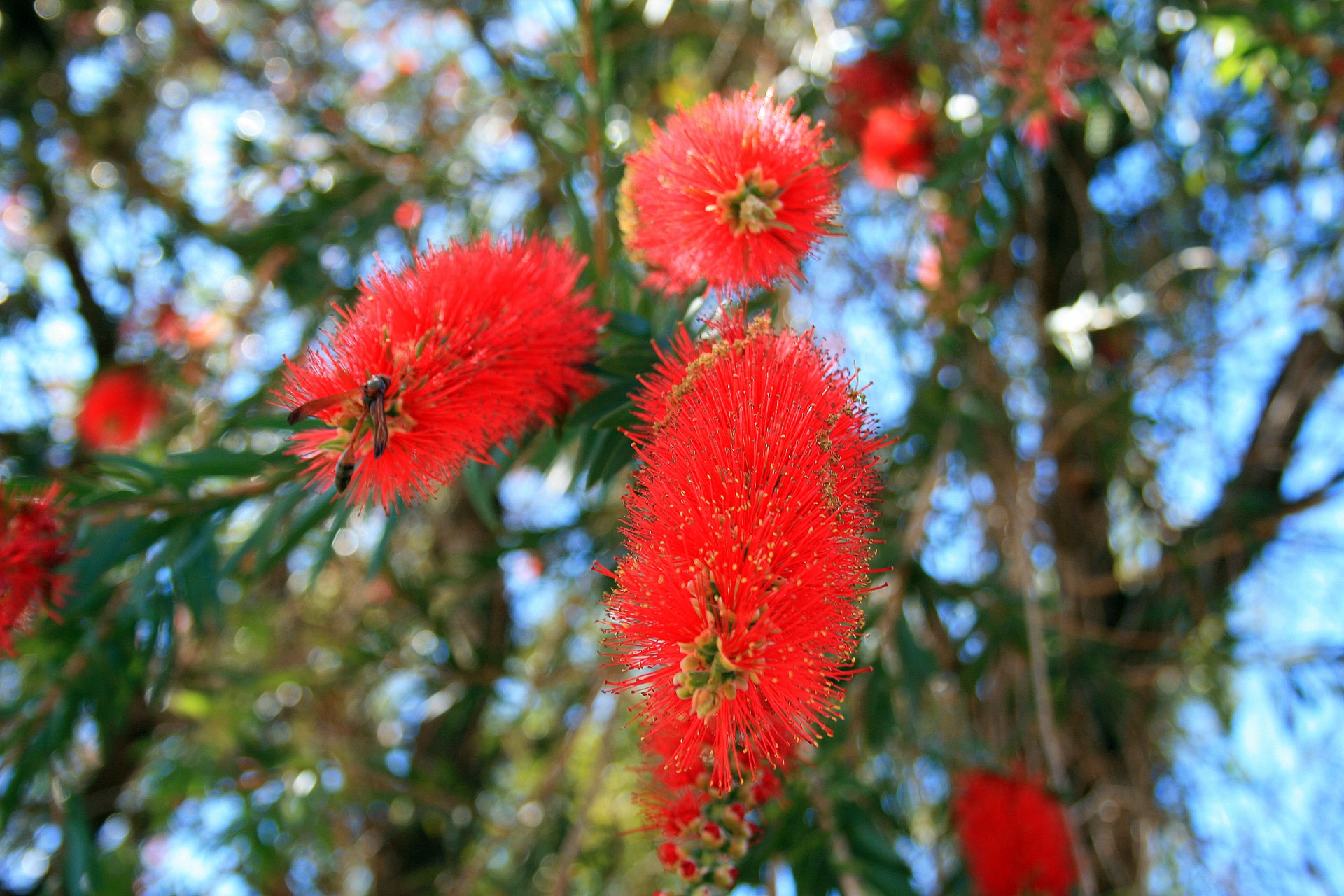 flowers long brushlike free photo