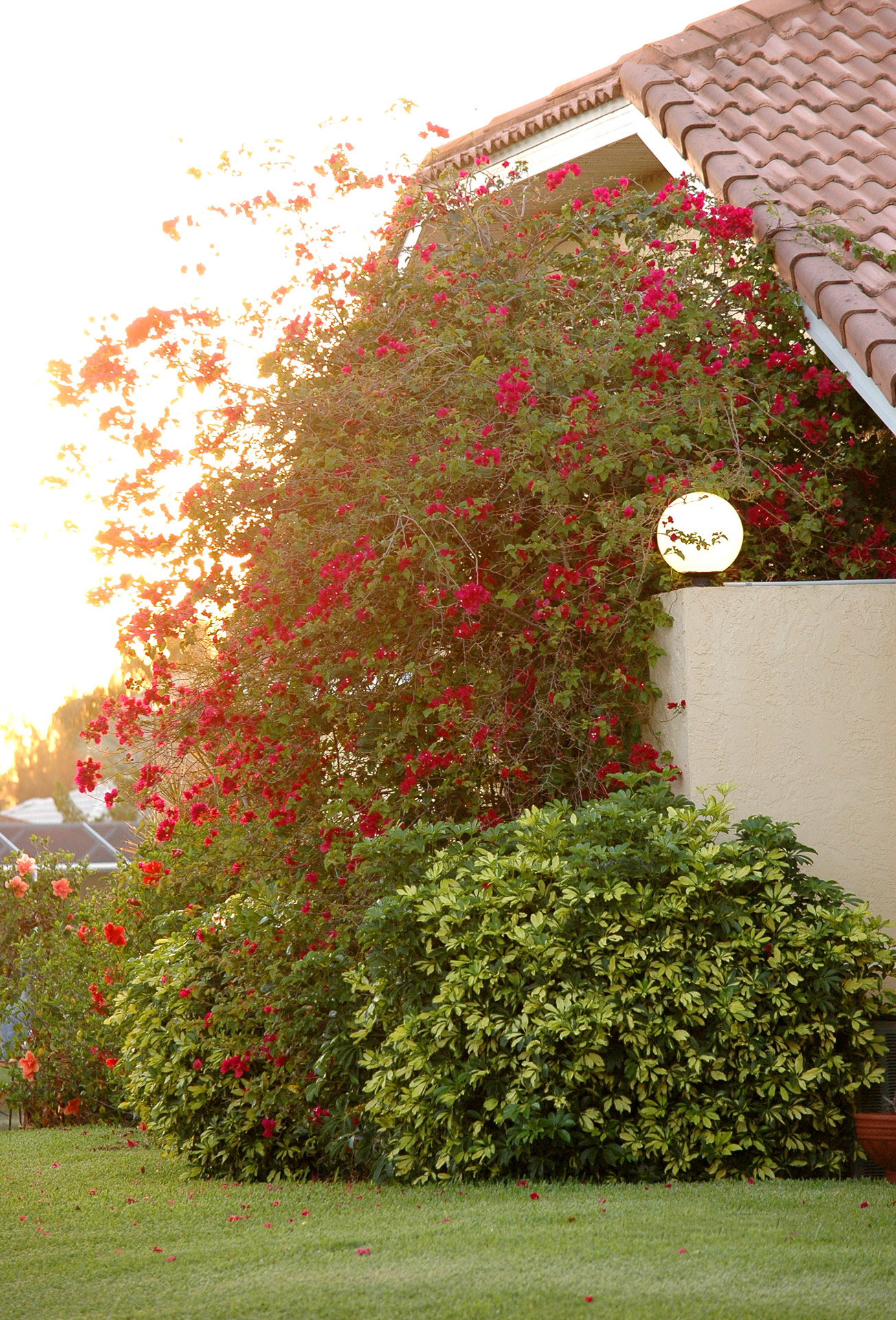 red bougainvillea flowers free photo