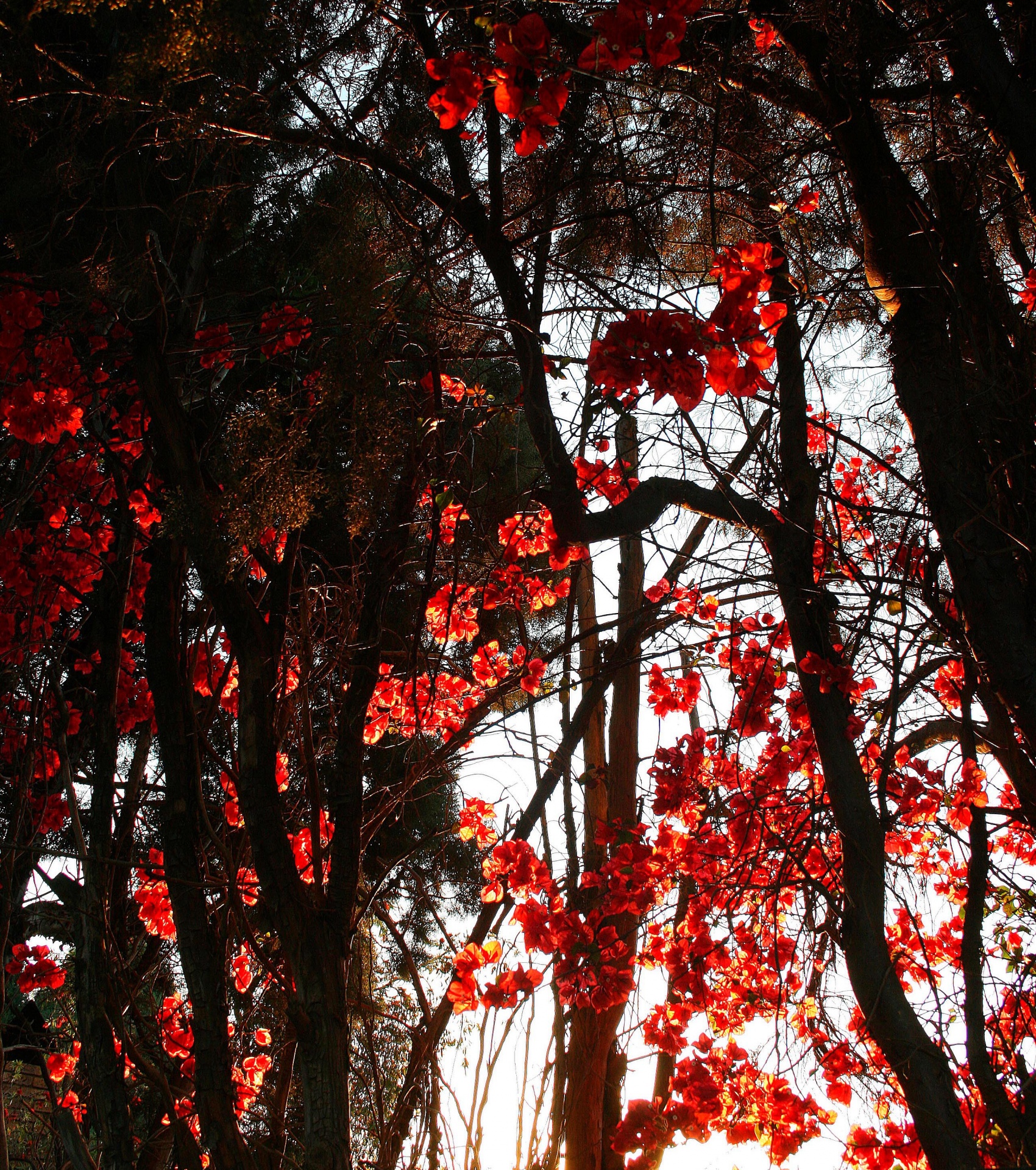 flowers red translucent free photo