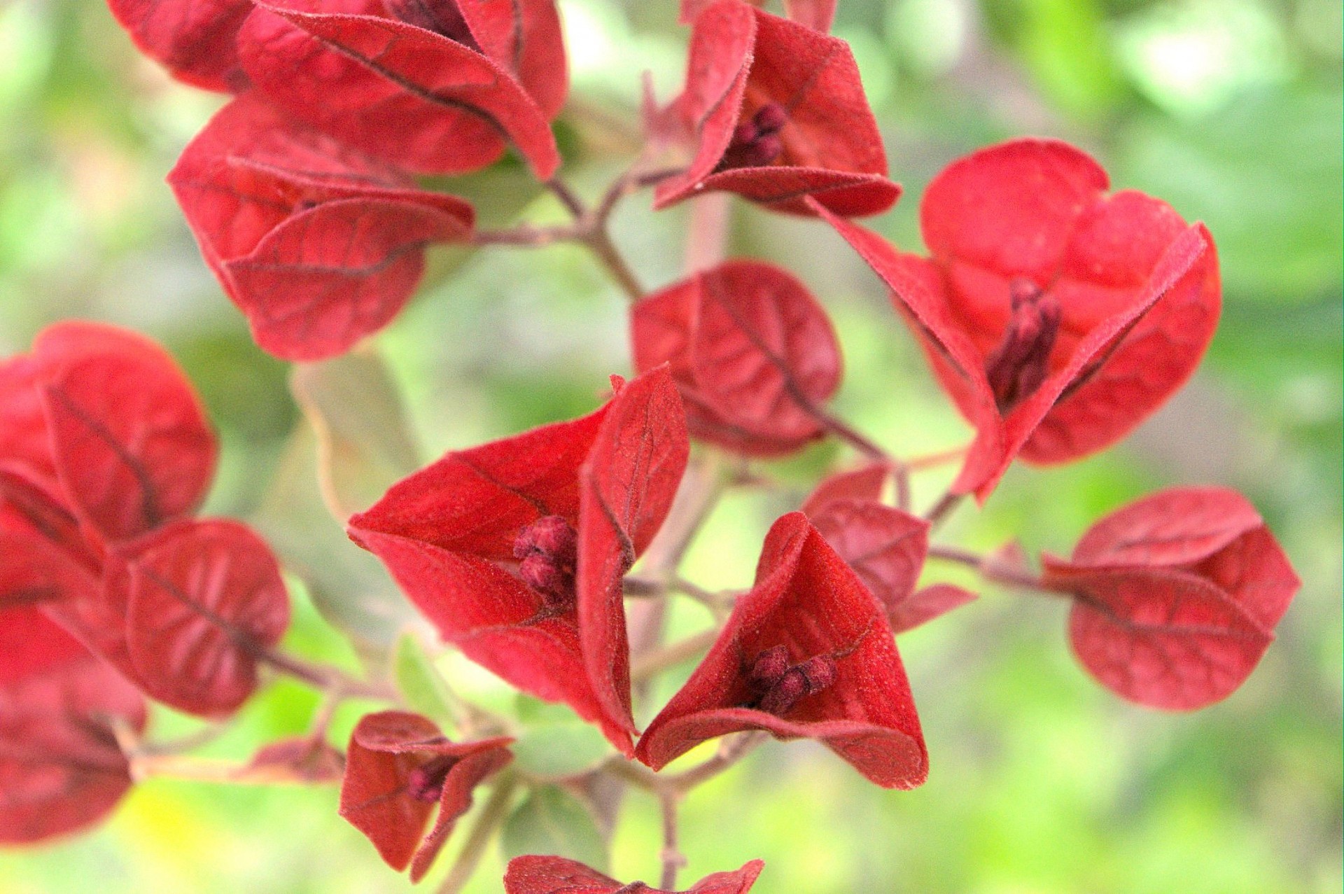 red bougainvillea background free photo