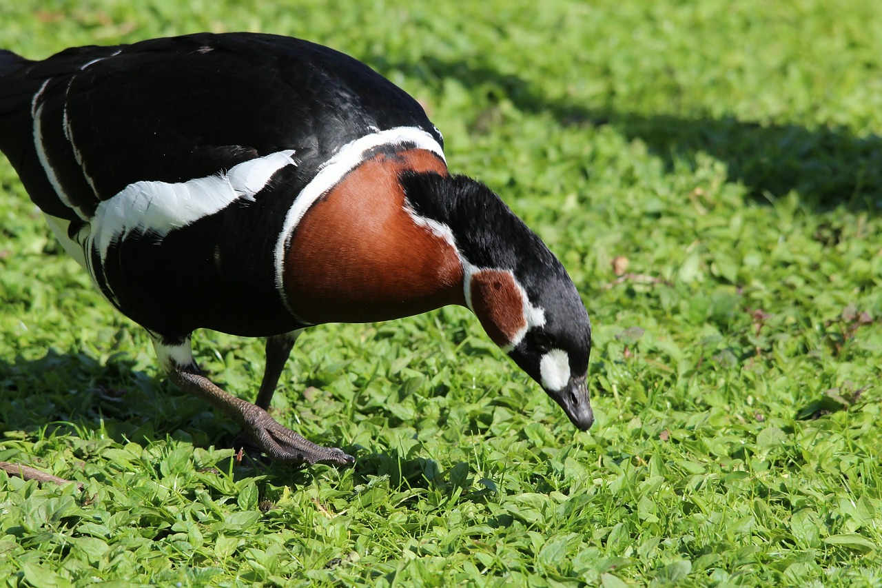 red-breasted goose branta ruficollis goose free photo