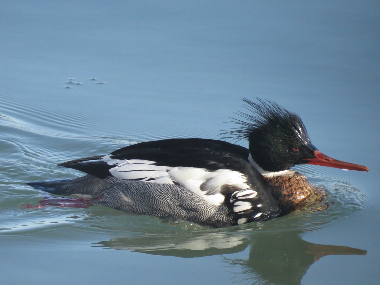 red breasted merganser duck bird free photo