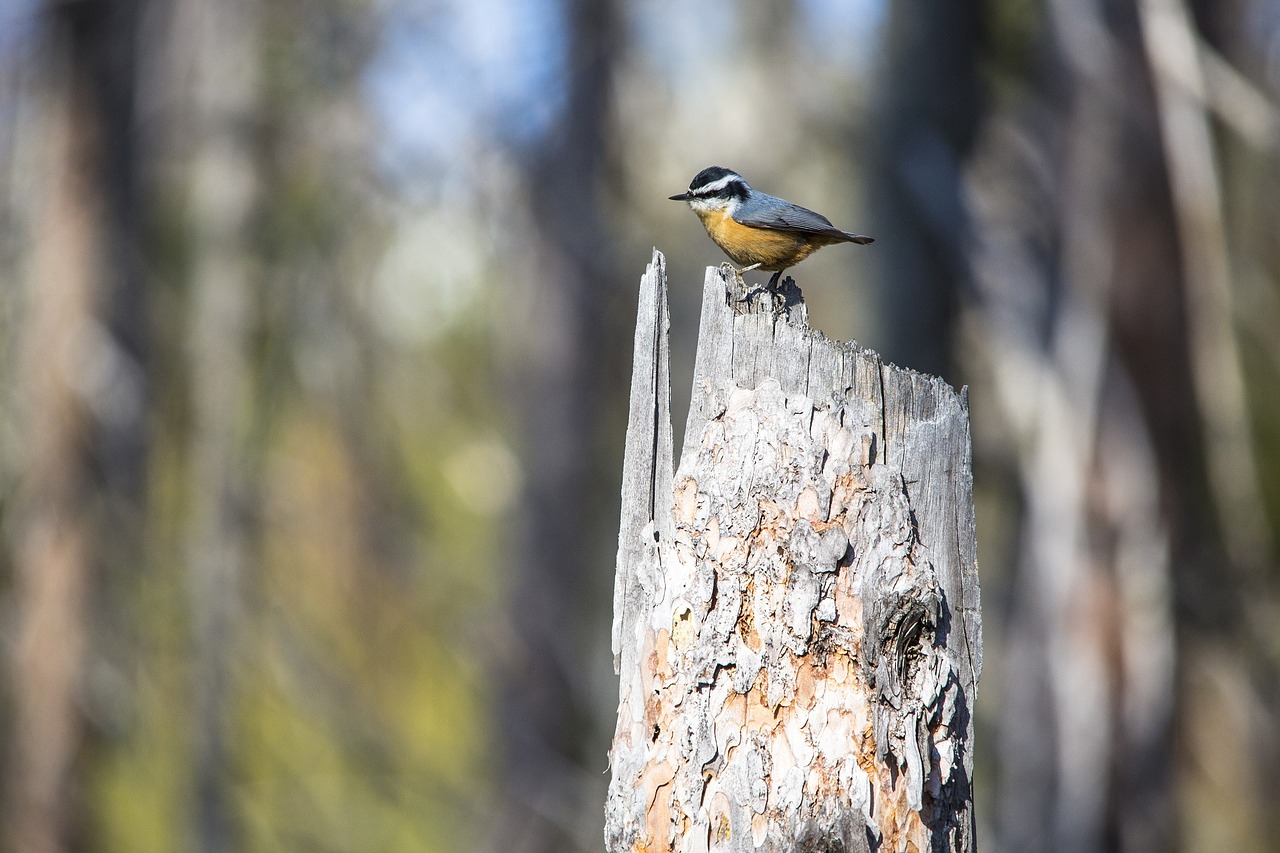 red-breasted nuthatch bird perched free photo