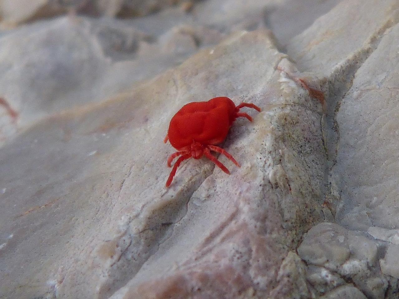 red bug insect critter rock free photo