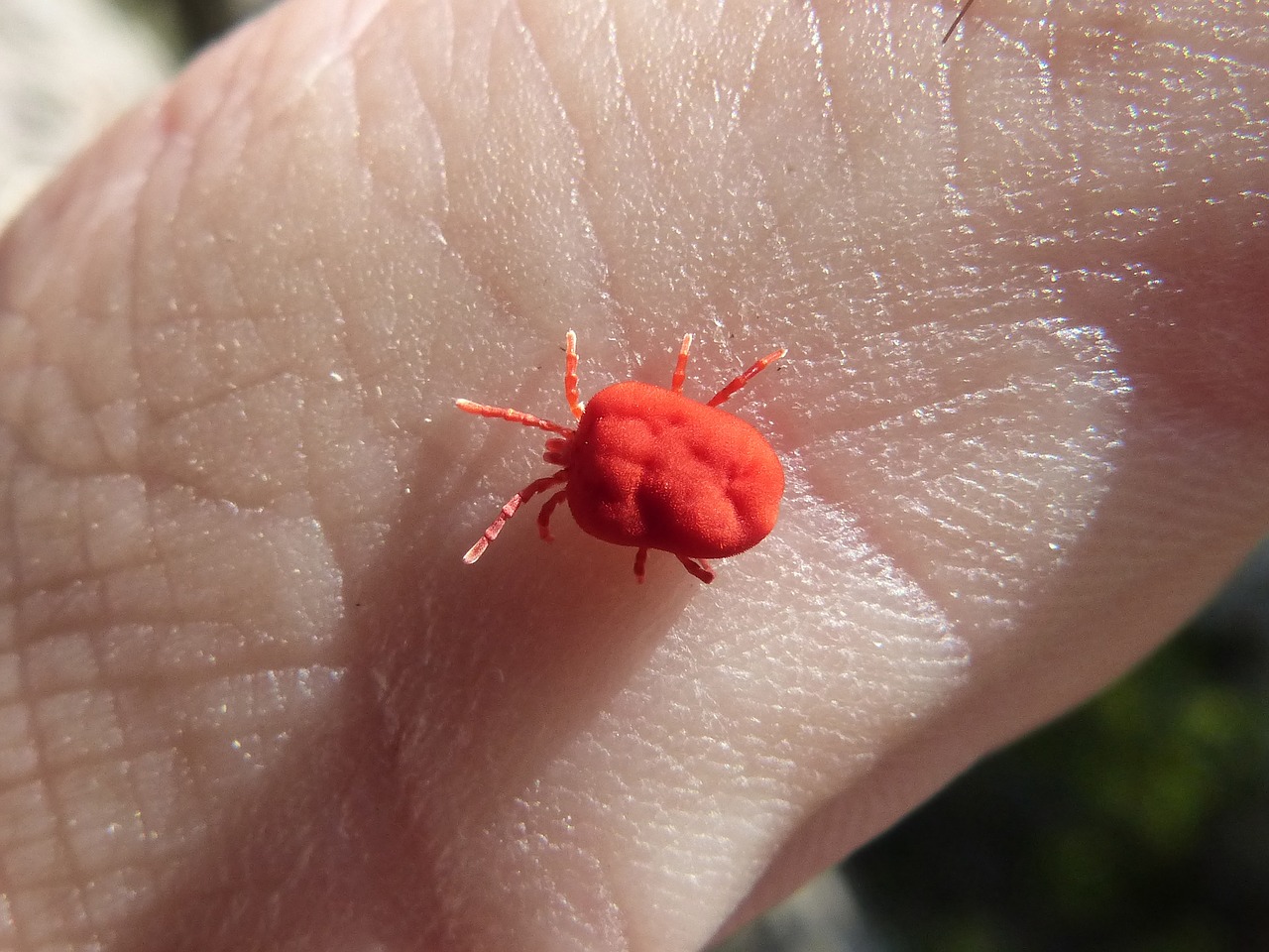 red bug insect finger free photo