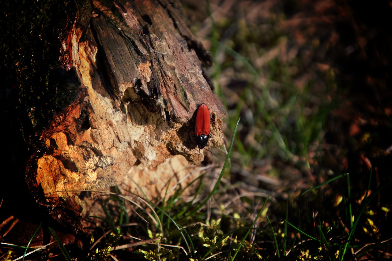 red bug  nature  bug free photo