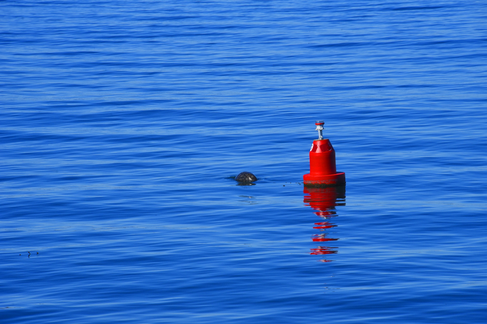 buoy red blue free photo