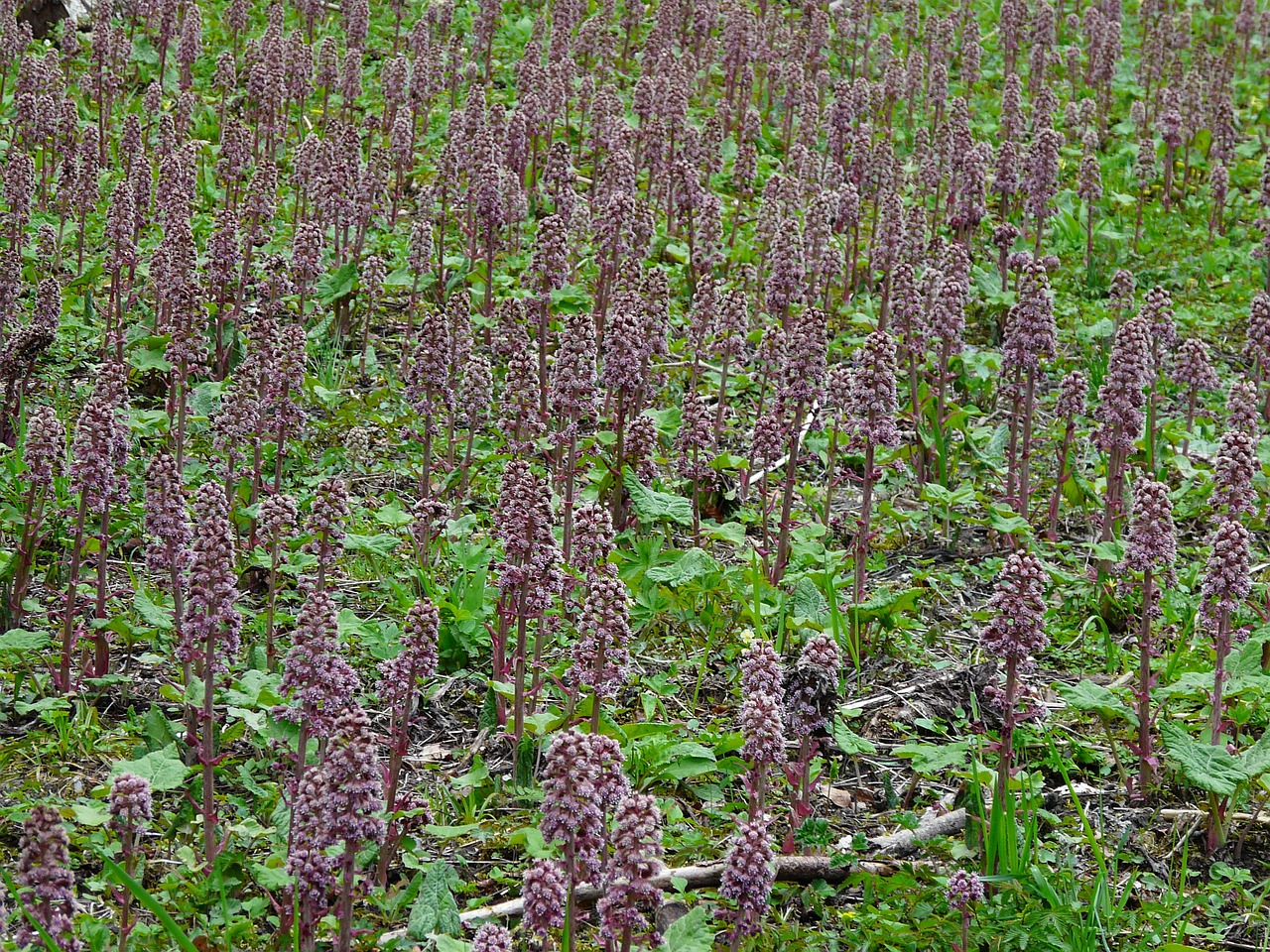 red butterbur butterbur plant free photo