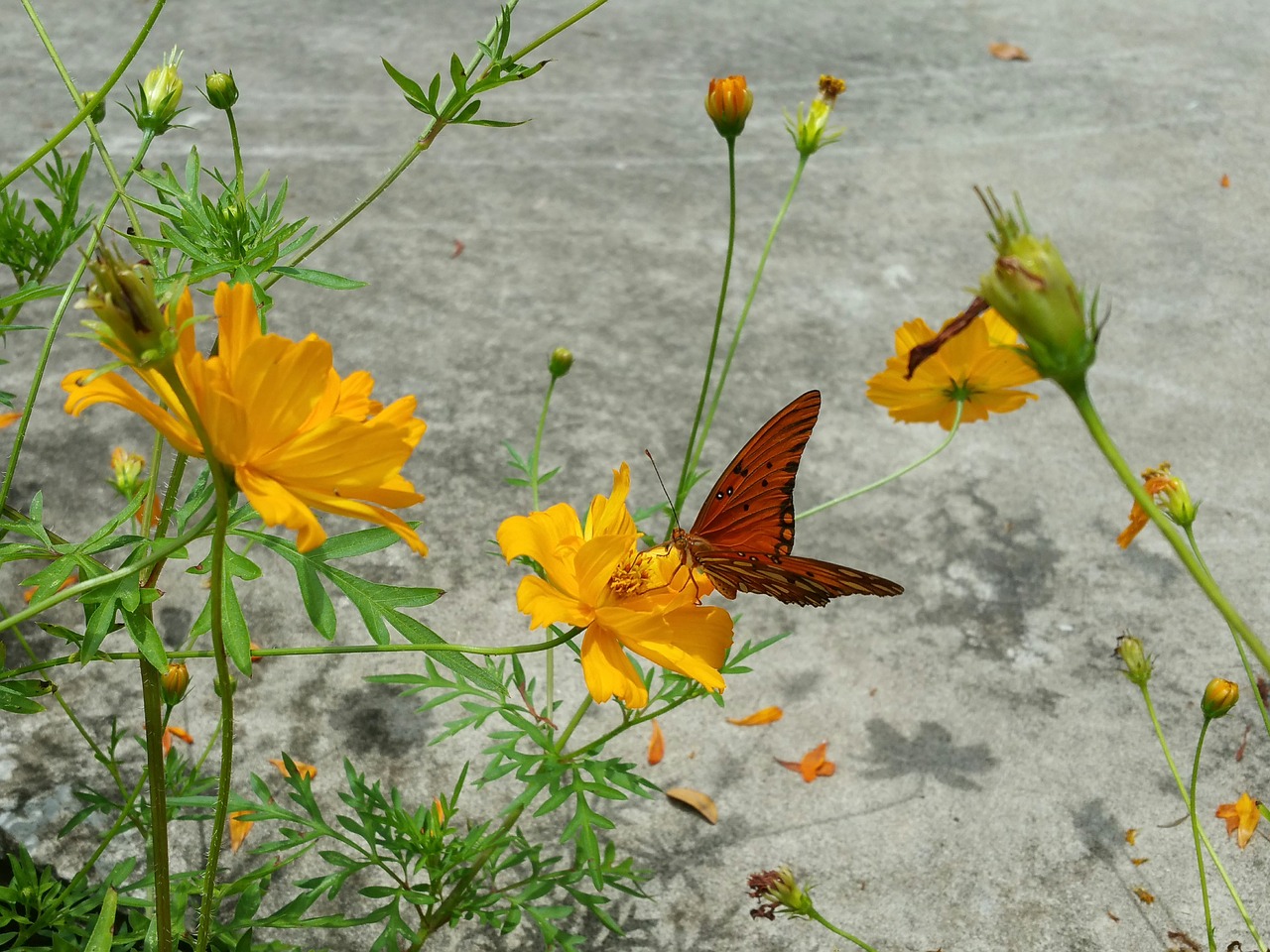 red butterfly flowers shadow free photo