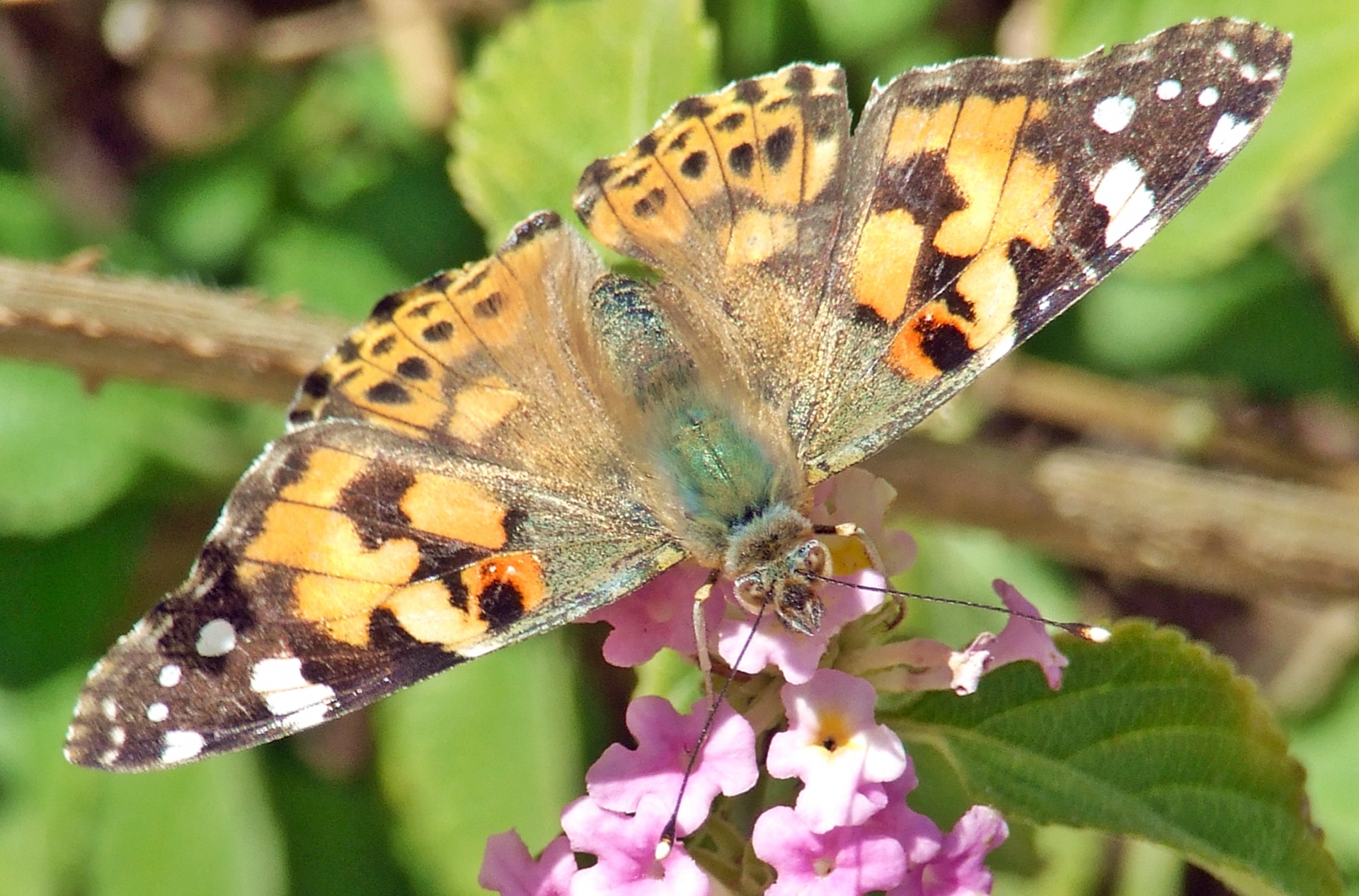 butterfly painted lady cardui free photo