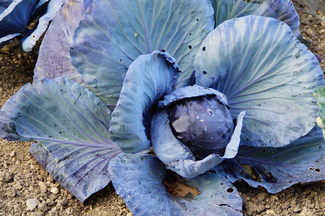red cabbage kohl cabbage free photo
