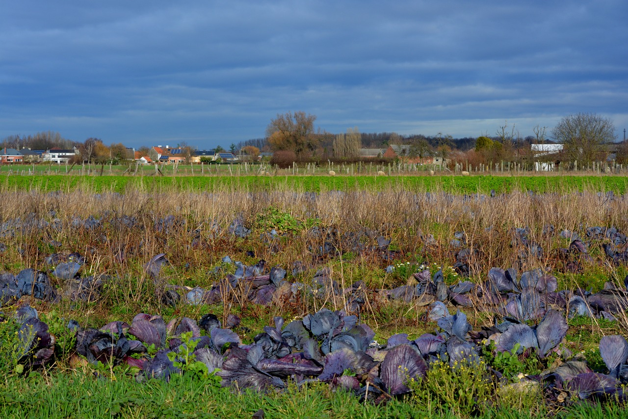 red cabbage field air free photo