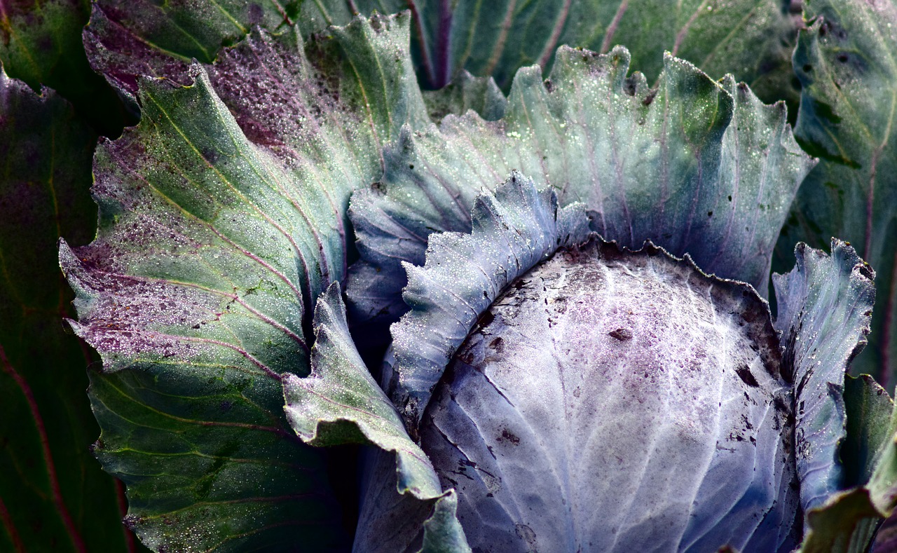 red cabbage blue cabbage kohl free photo