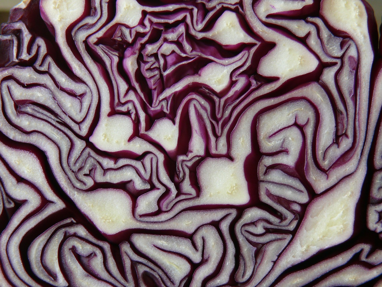 red cabbage cabbage red free photo