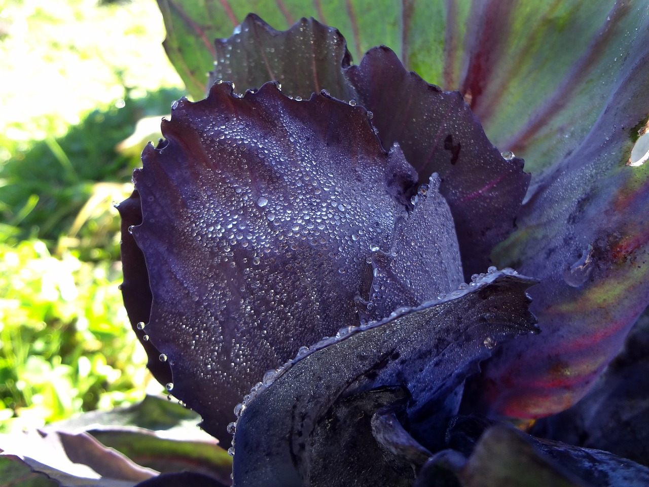 red cabbage close violet free photo